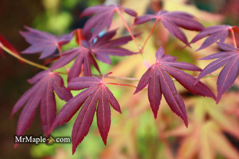 - Acer palmatum 'John Teuvon' Japanese Maple - Mr Maple │ Buy Japanese Maple Trees