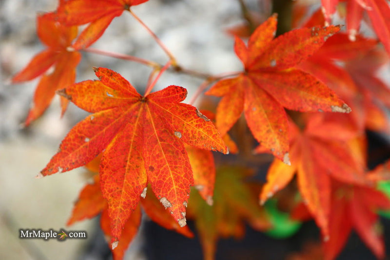 - Acer palmatum 'John Teuvon' Japanese Maple - Mr Maple │ Buy Japanese Maple Trees