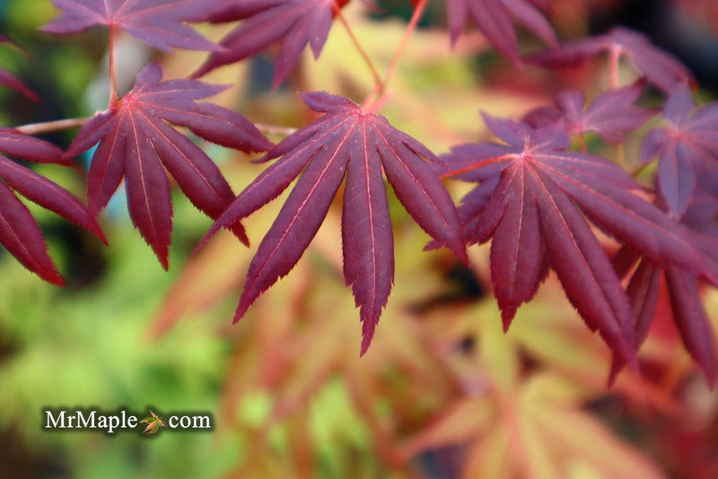 - Acer palmatum 'John Teuvon' Japanese Maple - Mr Maple │ Buy Japanese Maple Trees