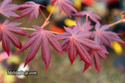 - Acer palmatum 'John Teuvon' Japanese Maple - Mr Maple │ Buy Japanese Maple Trees