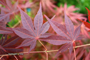 - Acer palmatum 'John Teuvon' Japanese Maple - Mr Maple │ Buy Japanese Maple Trees