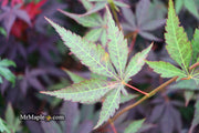 - Acer palmatum 'John Teuvon' Japanese Maple - Mr Maple │ Buy Japanese Maple Trees