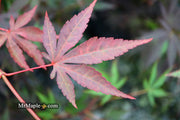 - Acer palmatum 'John Teuvon' Japanese Maple - Mr Maple │ Buy Japanese Maple Trees