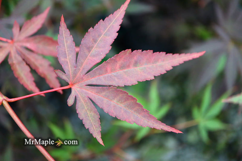 - Acer palmatum 'John Teuvon' Japanese Maple - Mr Maple │ Buy Japanese Maple Trees
