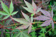 - Acer palmatum 'John Teuvon' Japanese Maple - Mr Maple │ Buy Japanese Maple Trees