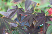 - Acer palmatum 'John Teuvon' Japanese Maple - Mr Maple │ Buy Japanese Maple Trees