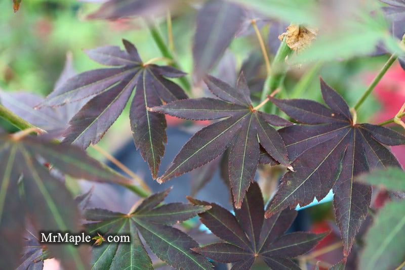- Acer palmatum 'John Teuvon' Japanese Maple - Mr Maple │ Buy Japanese Maple Trees