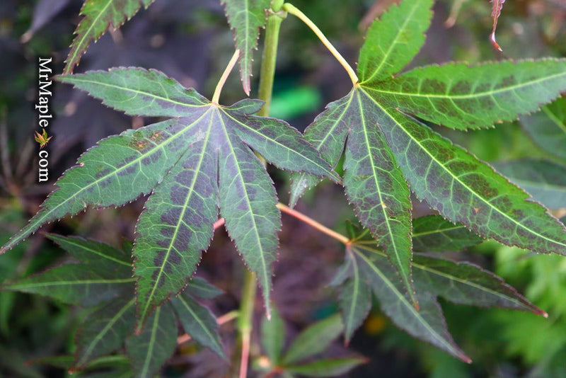 - Acer palmatum 'John Teuvon' Japanese Maple - Mr Maple │ Buy Japanese Maple Trees