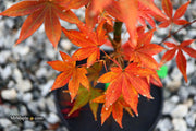- Acer palmatum 'John Teuvon' Japanese Maple - Mr Maple │ Buy Japanese Maple Trees