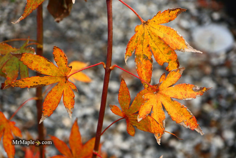 - Acer palmatum 'John Teuvon' Japanese Maple - Mr Maple │ Buy Japanese Maple Trees