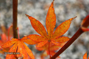 - Acer palmatum 'John Teuvon' Japanese Maple - Mr Maple │ Buy Japanese Maple Trees