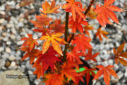 - Acer palmatum 'John Teuvon' Japanese Maple - Mr Maple │ Buy Japanese Maple Trees