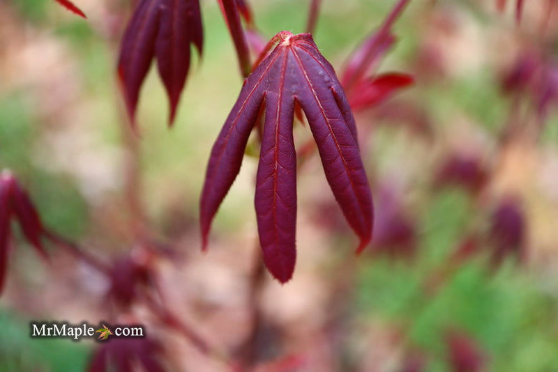 - Acer palmatum 'John Teuvon' Japanese Maple - Mr Maple │ Buy Japanese Maple Trees