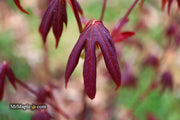 - Acer palmatum 'John Teuvon' Japanese Maple - Mr Maple │ Buy Japanese Maple Trees
