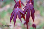 - Acer palmatum 'John Teuvon' Japanese Maple - Mr Maple │ Buy Japanese Maple Trees