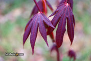- Acer palmatum 'John Teuvon' Japanese Maple - Mr Maple │ Buy Japanese Maple Trees