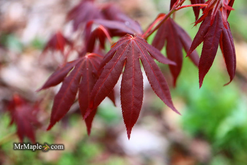 - Acer palmatum 'John Teuvon' Japanese Maple - Mr Maple │ Buy Japanese Maple Trees