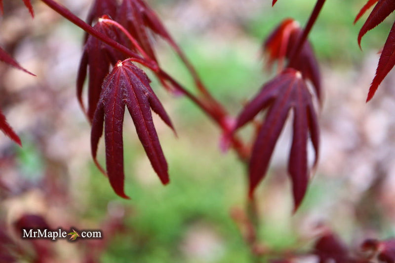 - Acer palmatum 'John Teuvon' Japanese Maple - Mr Maple │ Buy Japanese Maple Trees