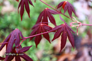 - Acer palmatum 'John Teuvon' Japanese Maple - Mr Maple │ Buy Japanese Maple Trees