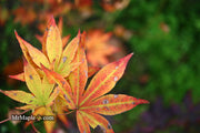 - Acer palmatum 'John Teuvon' Japanese Maple - Mr Maple │ Buy Japanese Maple Trees
