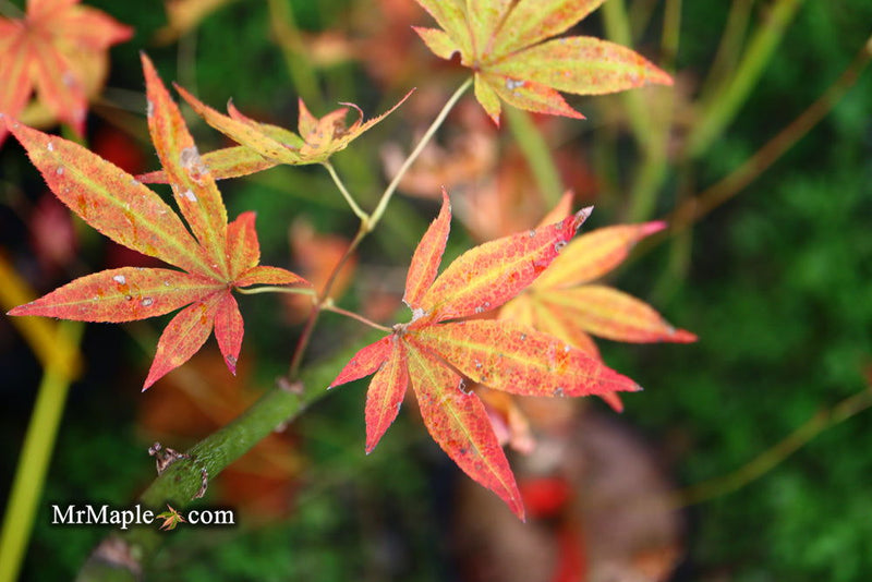 - Acer palmatum 'John Teuvon' Japanese Maple - Mr Maple │ Buy Japanese Maple Trees