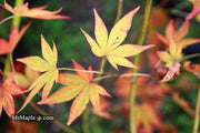 - Acer palmatum 'John Teuvon' Japanese Maple - Mr Maple │ Buy Japanese Maple Trees