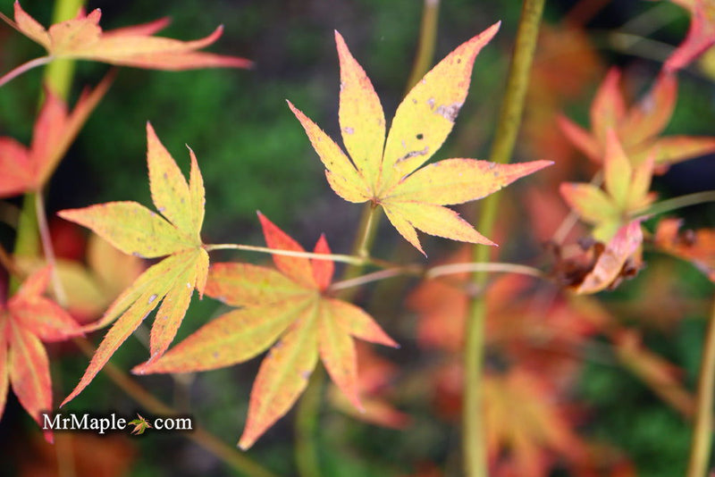- Acer palmatum 'John Teuvon' Japanese Maple - Mr Maple │ Buy Japanese Maple Trees