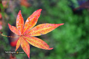 - Acer palmatum 'John Teuvon' Japanese Maple - Mr Maple │ Buy Japanese Maple Trees