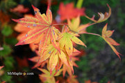 - Acer palmatum 'John Teuvon' Japanese Maple - Mr Maple │ Buy Japanese Maple Trees