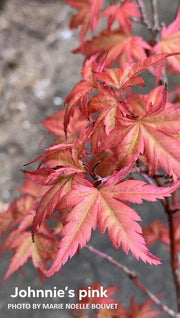 - Acer palmatum 'Johnnie's Pink' Japanese Maple - Mr Maple │ Buy Japanese Maple Trees