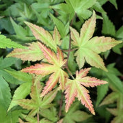- Acer palmatum 'Johnnie's Pink' Japanese Maple - Mr Maple │ Buy Japanese Maple Trees