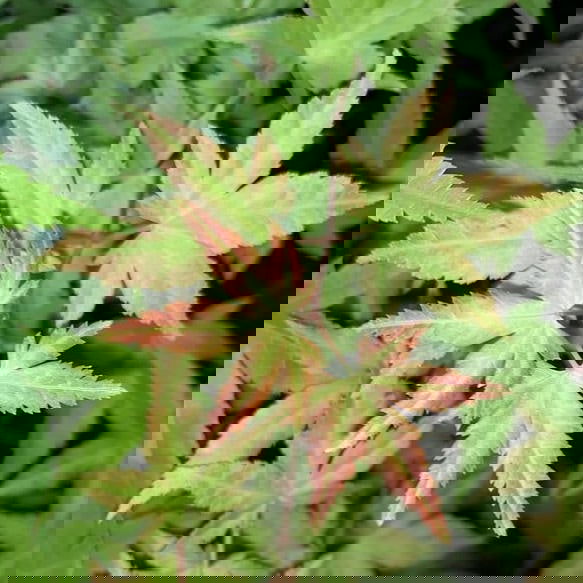 - Acer palmatum 'Johnnie's Pink' Japanese Maple - Mr Maple │ Buy Japanese Maple Trees