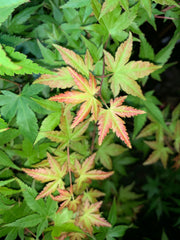 - Acer palmatum 'Johnnie's Pink' Japanese Maple - Mr Maple │ Buy Japanese Maple Trees