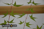 - Acer palmatum 'Johnnie's Pink' Japanese Maple - Mr Maple │ Buy Japanese Maple Trees