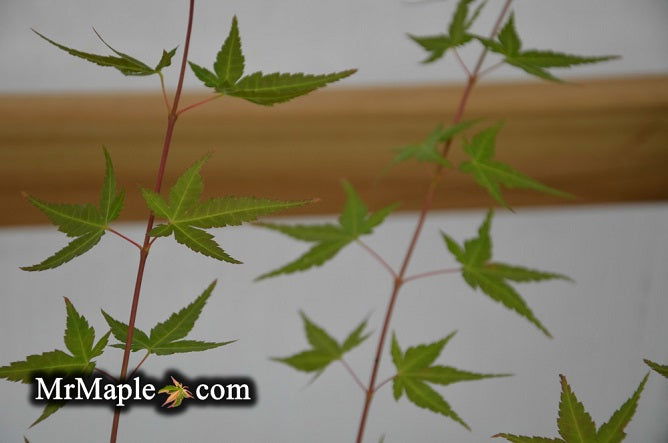 - Acer palmatum 'Johnnie's Pink' Japanese Maple - Mr Maple │ Buy Japanese Maple Trees
