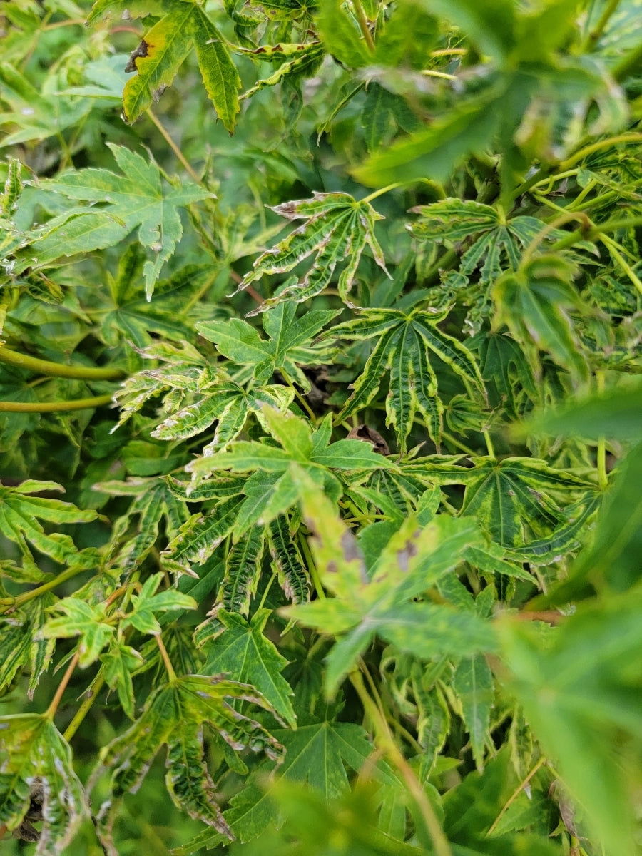 mapleです☆(*^-^*)　他の方は購入不可です× Buy Acer palmatum 'Johnson's Ice Drops' Japanese Maple — Mr Maple