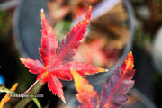 - Acer palmatum 'Johnson's Ice Drops' Japanese Maple - Mr Maple │ Buy Japanese Maple Trees