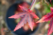 - Acer palmatum 'Johnson's Ice Drops' Japanese Maple - Mr Maple │ Buy Japanese Maple Trees
