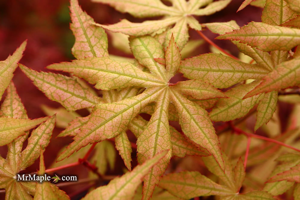 - Acer palmatum 'Jubilee' Japanese Maple - Mr Maple │ Buy Japanese Maple Trees