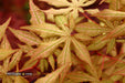 - Acer palmatum 'Jubilee' Japanese Maple - Mr Maple │ Buy Japanese Maple Trees