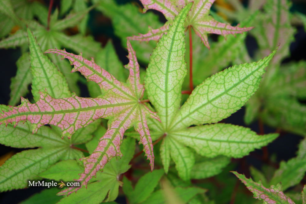 - Acer palmatum 'Jubilee' Japanese Maple - Mr Maple │ Buy Japanese Maple Trees