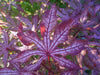 - Acer palmatum 'Jubilee' Japanese Maple - Mr Maple │ Buy Japanese Maple Trees