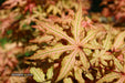 - Acer palmatum 'Jubilee' Japanese Maple - Mr Maple │ Buy Japanese Maple Trees