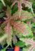 - Acer palmatum 'Jubilee' Japanese Maple - Mr Maple │ Buy Japanese Maple Trees