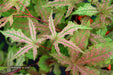 - Acer palmatum 'Jubilee' Japanese Maple - Mr Maple │ Buy Japanese Maple Trees