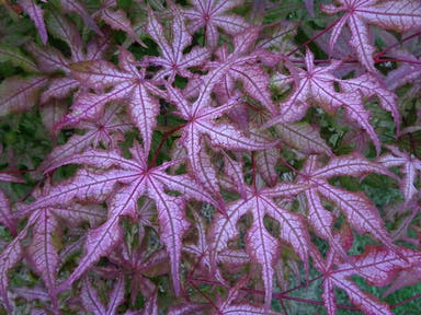 - Acer palmatum 'Jubilee' Japanese Maple - Mr Maple │ Buy Japanese Maple Trees