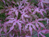 - Acer palmatum 'Jubilee' Japanese Maple - Mr Maple │ Buy Japanese Maple Trees