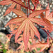 - Acer palmatum 'Jubilee' Japanese Maple - Mr Maple │ Buy Japanese Maple Trees