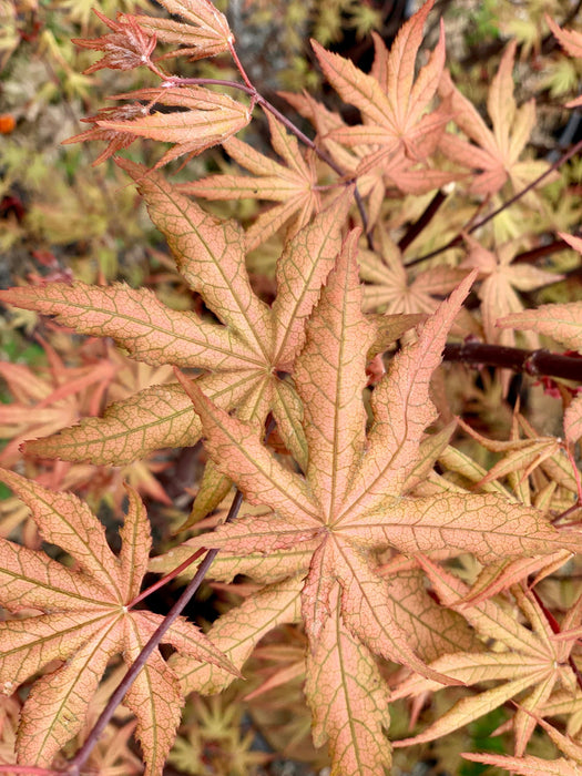 - Acer palmatum 'Jubilee' Japanese Maple - Mr Maple │ Buy Japanese Maple Trees