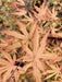 - Acer palmatum 'Jubilee' Japanese Maple - Mr Maple │ Buy Japanese Maple Trees